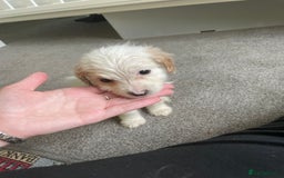 Mixed Breed dogs for sale: Two male cocker spaniel/shih tzu pups - Image 3