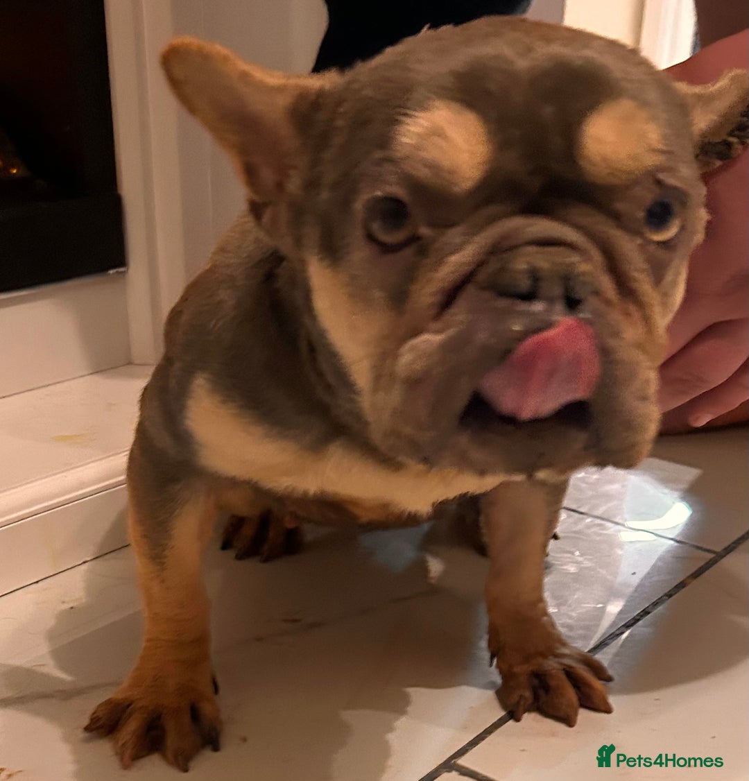 French Bulldog dogs for sale: Beautiful chocolate and tan French bulldog ‘Bella’ - Advert 7