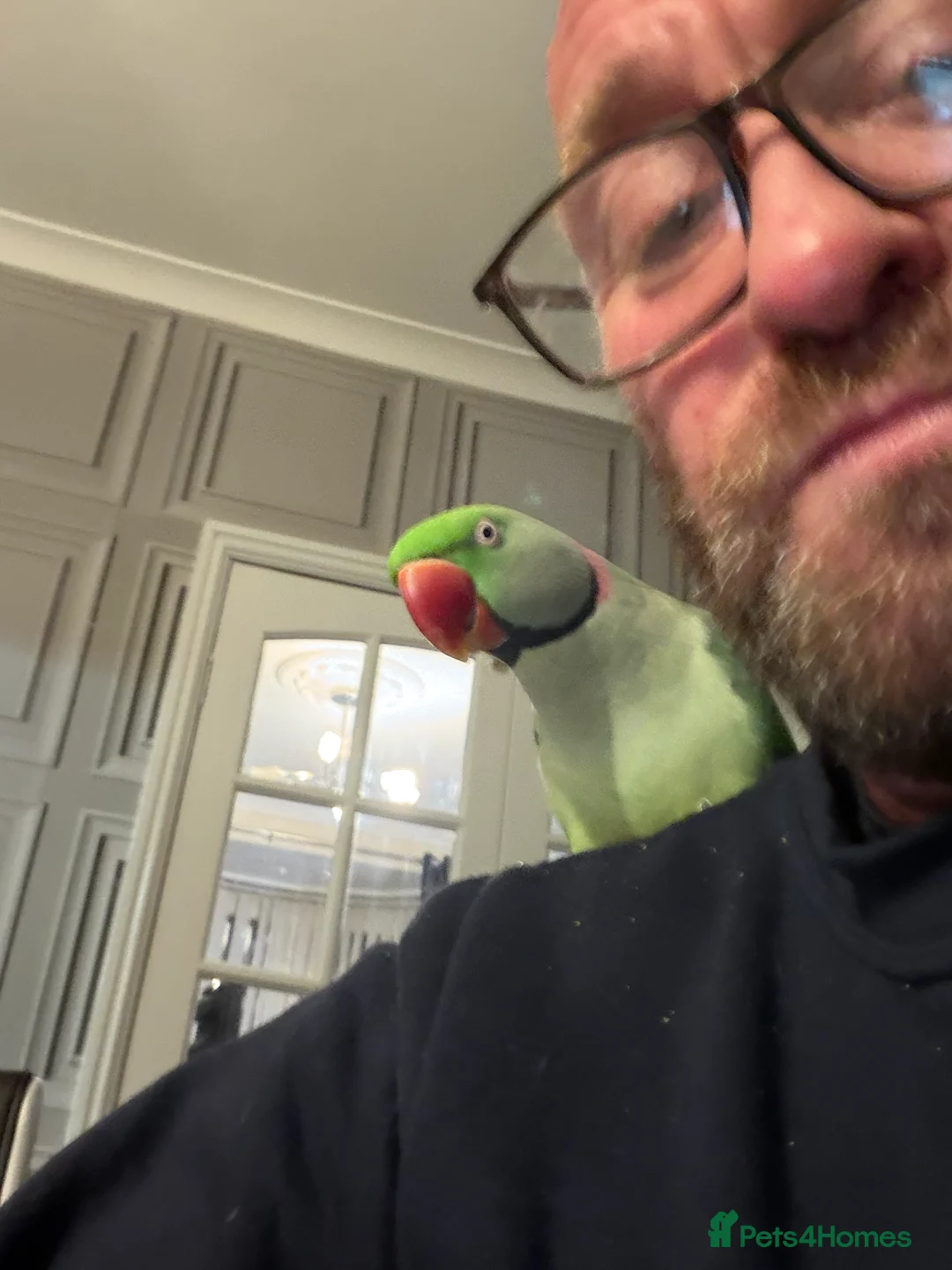 Parrots birds for sale: PARROT (Alexander parakeet ) HAND REARED  - Advert 12