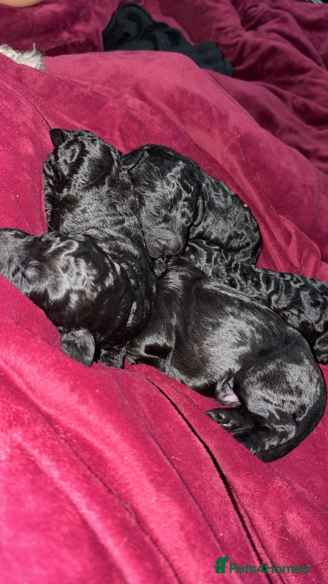 Cockapoo dogs for sale: F2 cockapoo puppies  - Image 11