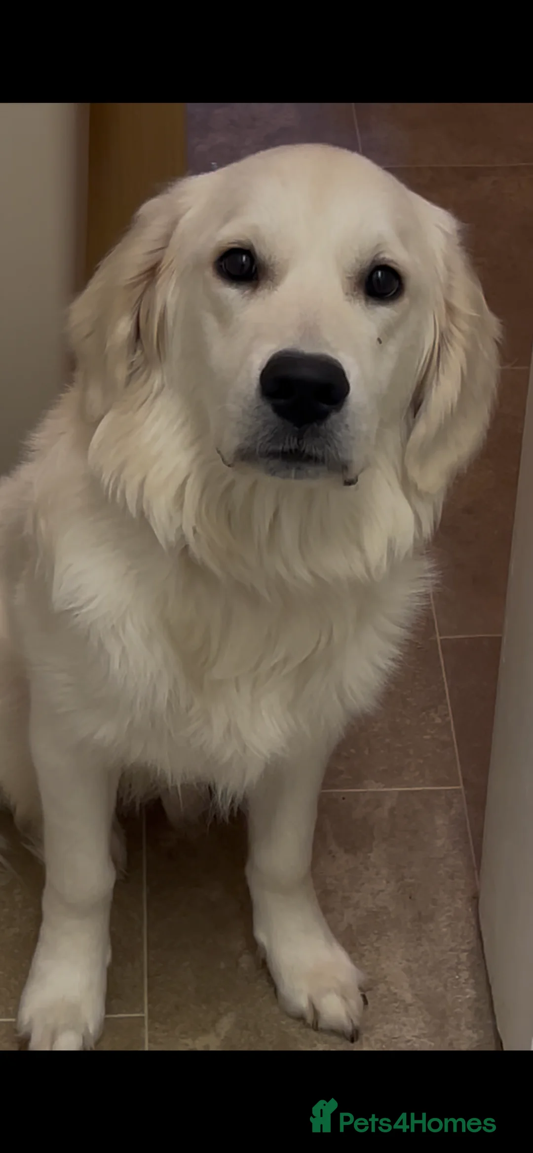 Golden Retriever dogs for sale: Rambo the retriever ❤️ - Advert 2