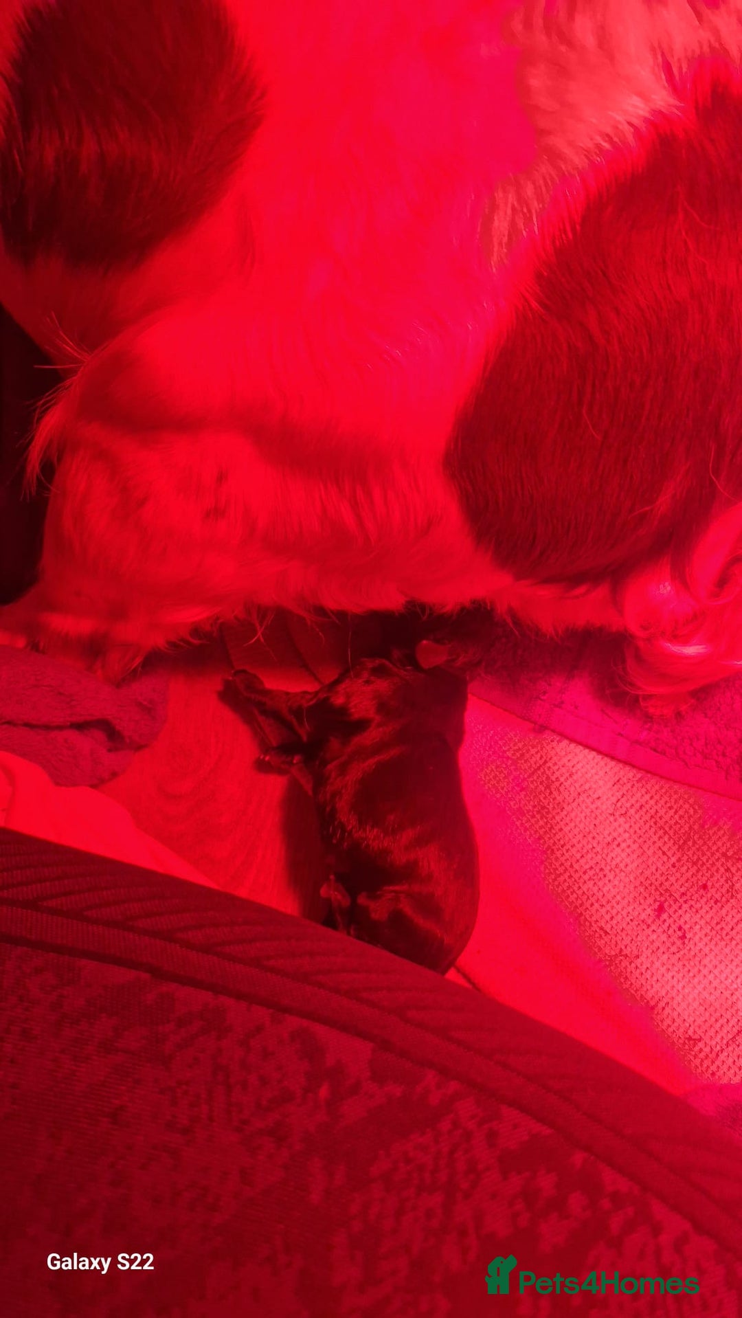 Springador dogs for sale: Springador pups - Advert 3