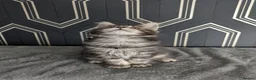 Maine Coon cats for sale: Ready soon beautiful Maine coon males  - Advert 5