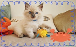 Ragdoll cats for sale: Top-Quality Pedigree Ragdoll Kittens - 3 AVAILABLE - Image 16