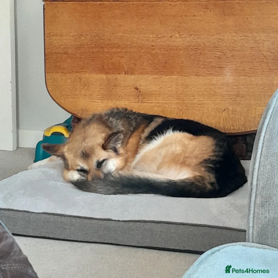 German Shepherd dogs for sale: Luna - Beautiful, Affectionate Dog - Advert 6