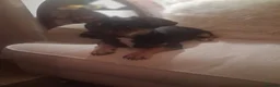Jack Chi dogs for sale: Jack russel cross chihuahua puppies  - Advert 5