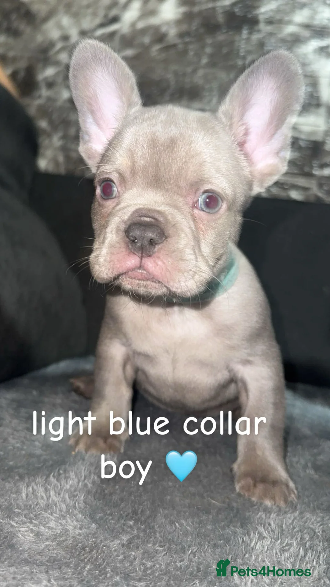 French Bulldog dogs for sale: Fluffy carrier french bulldog pups  - Advert 1