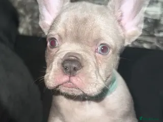 French Bulldog dogs Fluffy and lilac carrier french bulldog - Advert 16