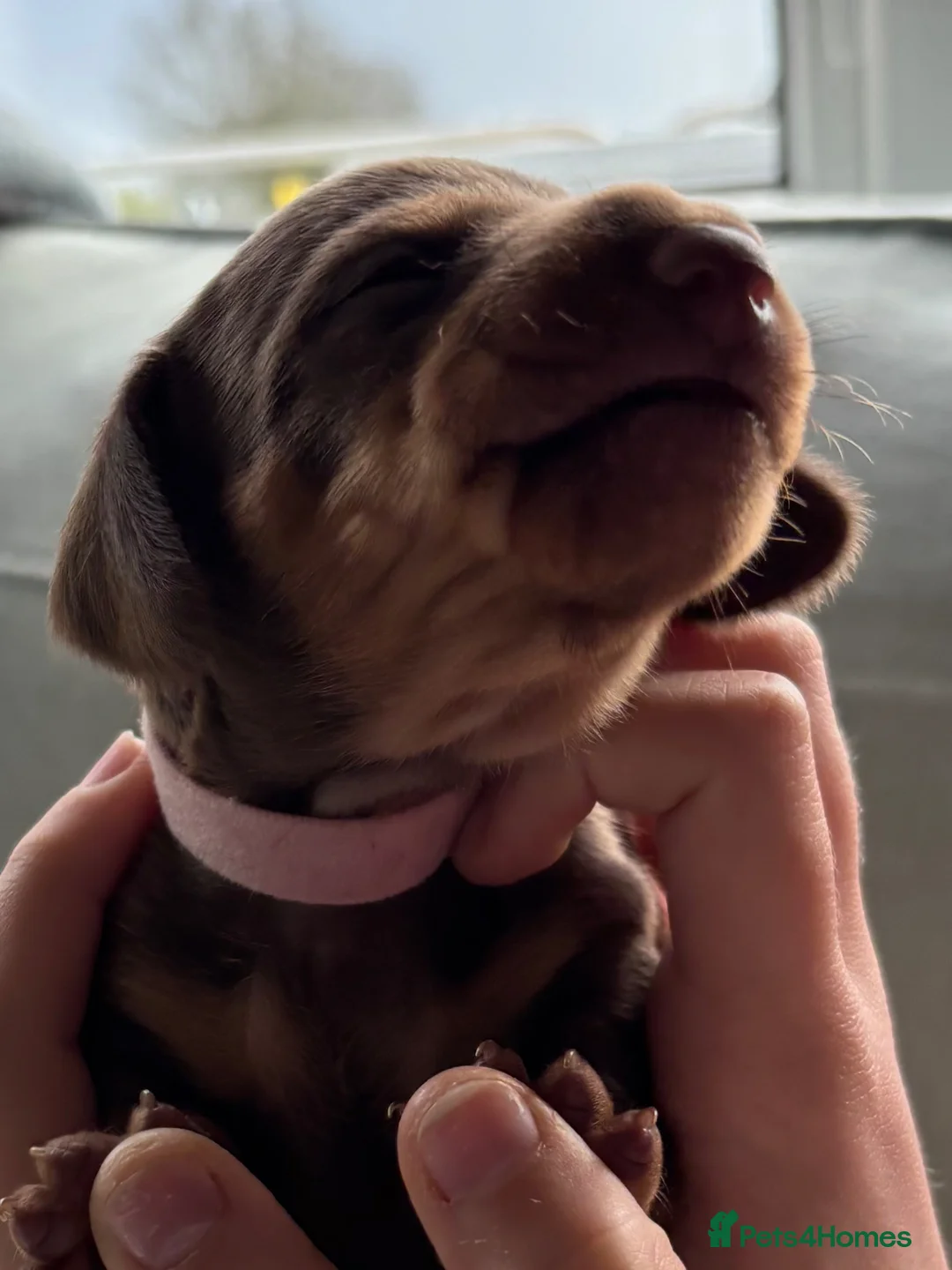 Miniature Dachshund dogs for sale: One beautiful female miniature dachshund puppy in Lincoln - Advert 12