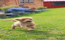Labrador Retriever dogs for sale: Red fox labrador puppy's  - Image 2