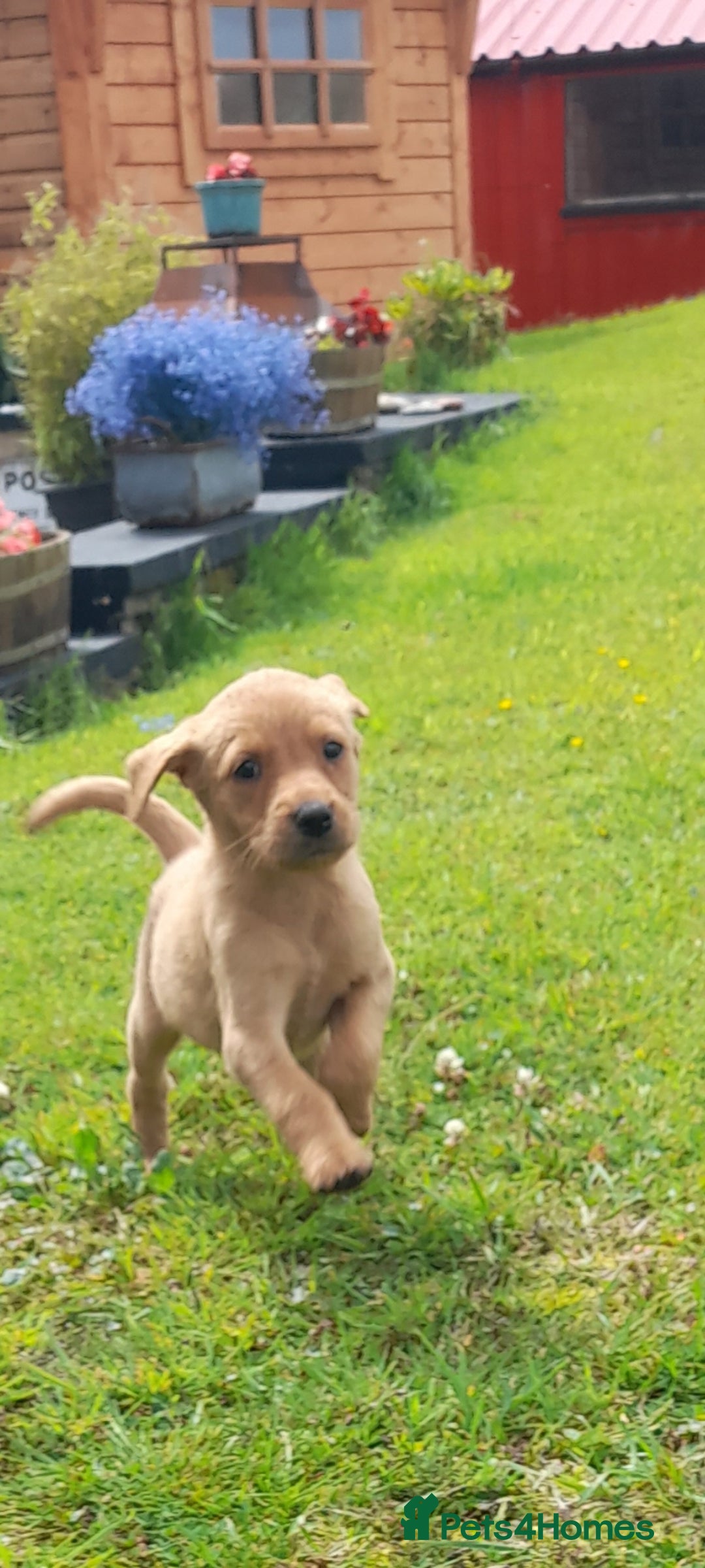 Labrador Retriever dogs for sale: Red fox labrador puppy's  - Image 2