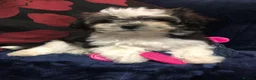 Mixed Breed dogs for sale: shihtzu / bichon x maltese  - Advert 29