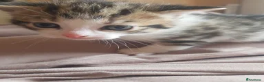 Mixed Breed Kitten 2