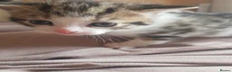 Mixed Breed cats for sale: 2 male kittens - Advert 4