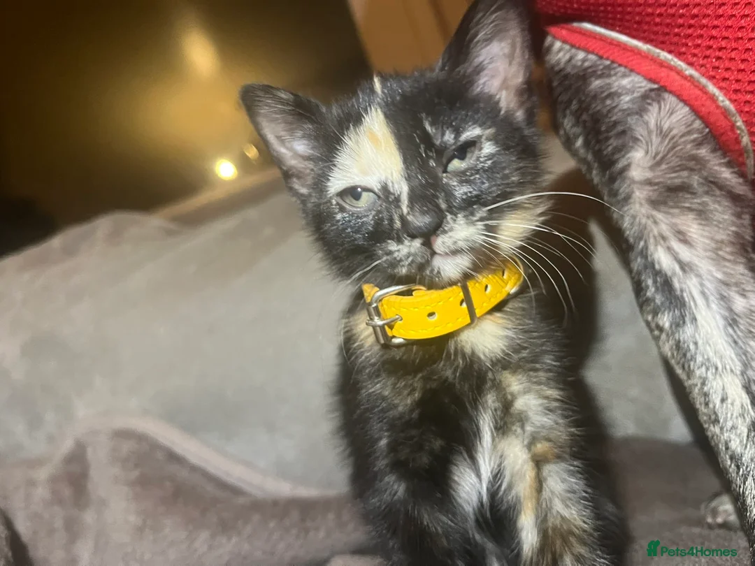 Mixed Breed cats for sale: Beautiful mix breed kittens - Advert 2