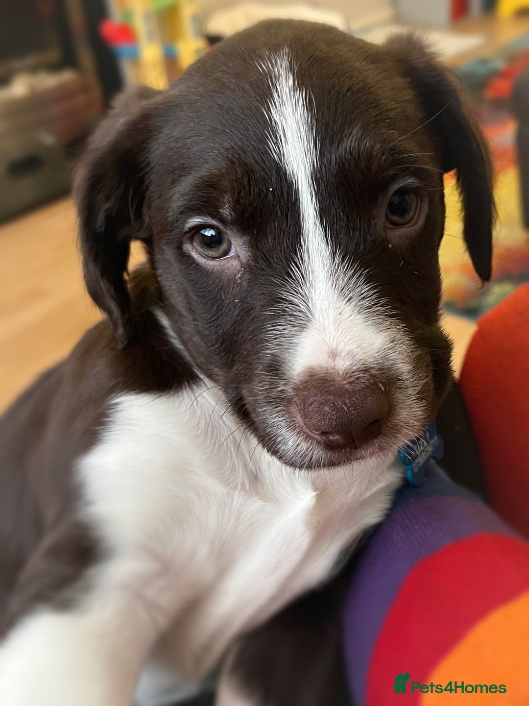 Sprollie dogs for sale: Sprollie puppy male  - Image 1