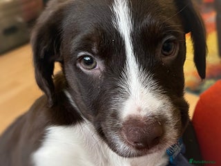 Sprollie dogs - Advert 30