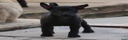 Mexican Hairless dogs for sale: Mini size litter 2 naked boys 1 coated. - Advert 2