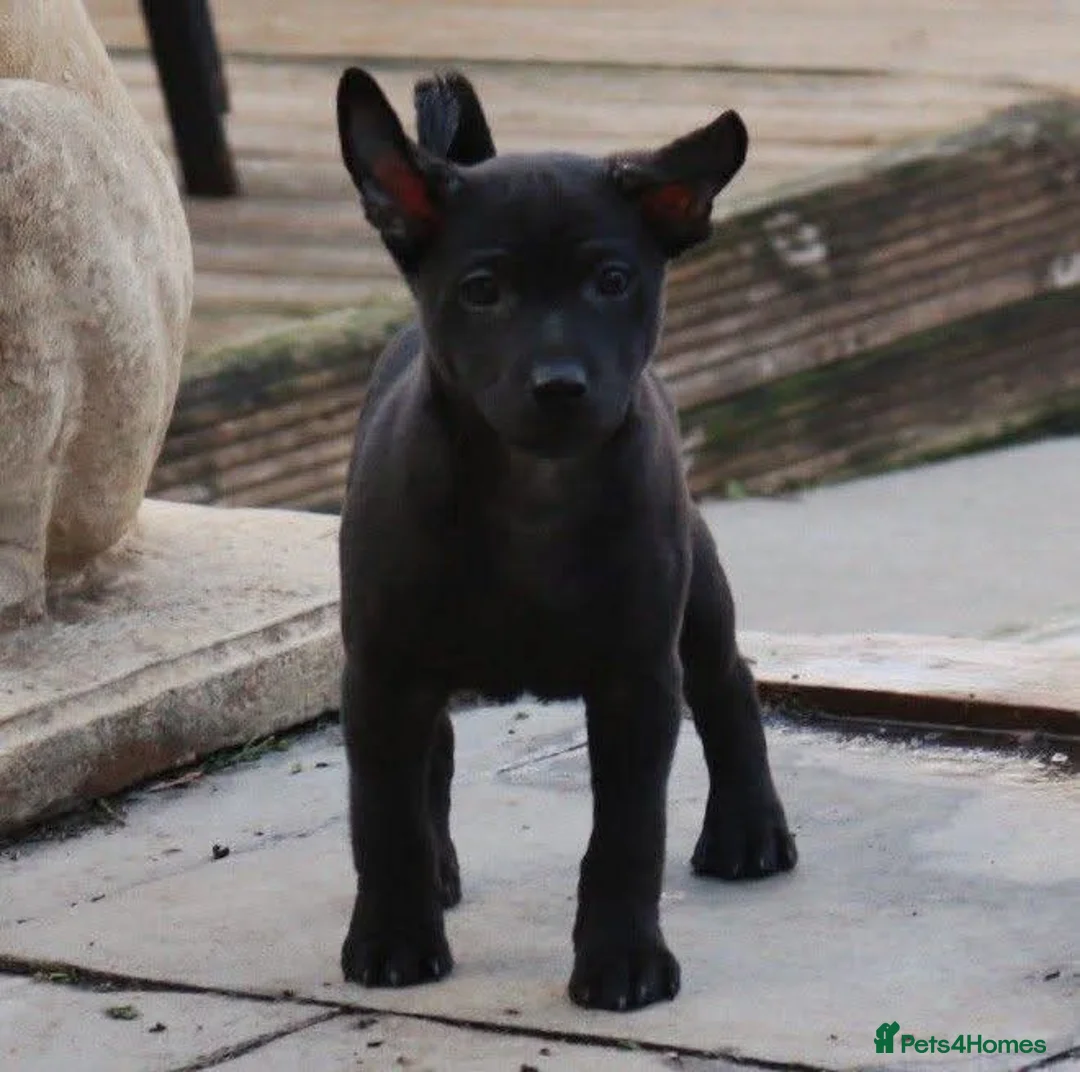 Mexican Hairless dogs for sale: Mini size litter 2 naked boys 1 coated. - Advert 2