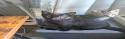 Domestic Shorthair cats for sale: One tabby kitten and a black and striped kitten  in Normanton - Advert 2
