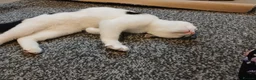 Mixed Breed cats for sale: Pandy in Birkenhead - Advert 12
