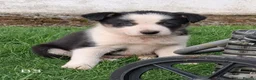 Border Collie dogs for sale: Beautiful Tri Colour Border Collie Puppies 🐶  - Advert 12