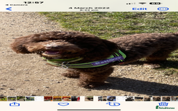 Cockapoo dogs for sale: SMALL COCKAPOO BABYS - Image 20