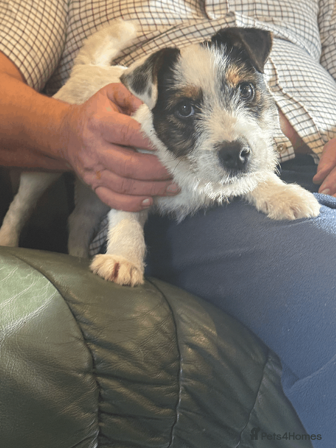 Jack Russell dogs for sale: Proper Jack Russell Puppy For Sale - Image 4
