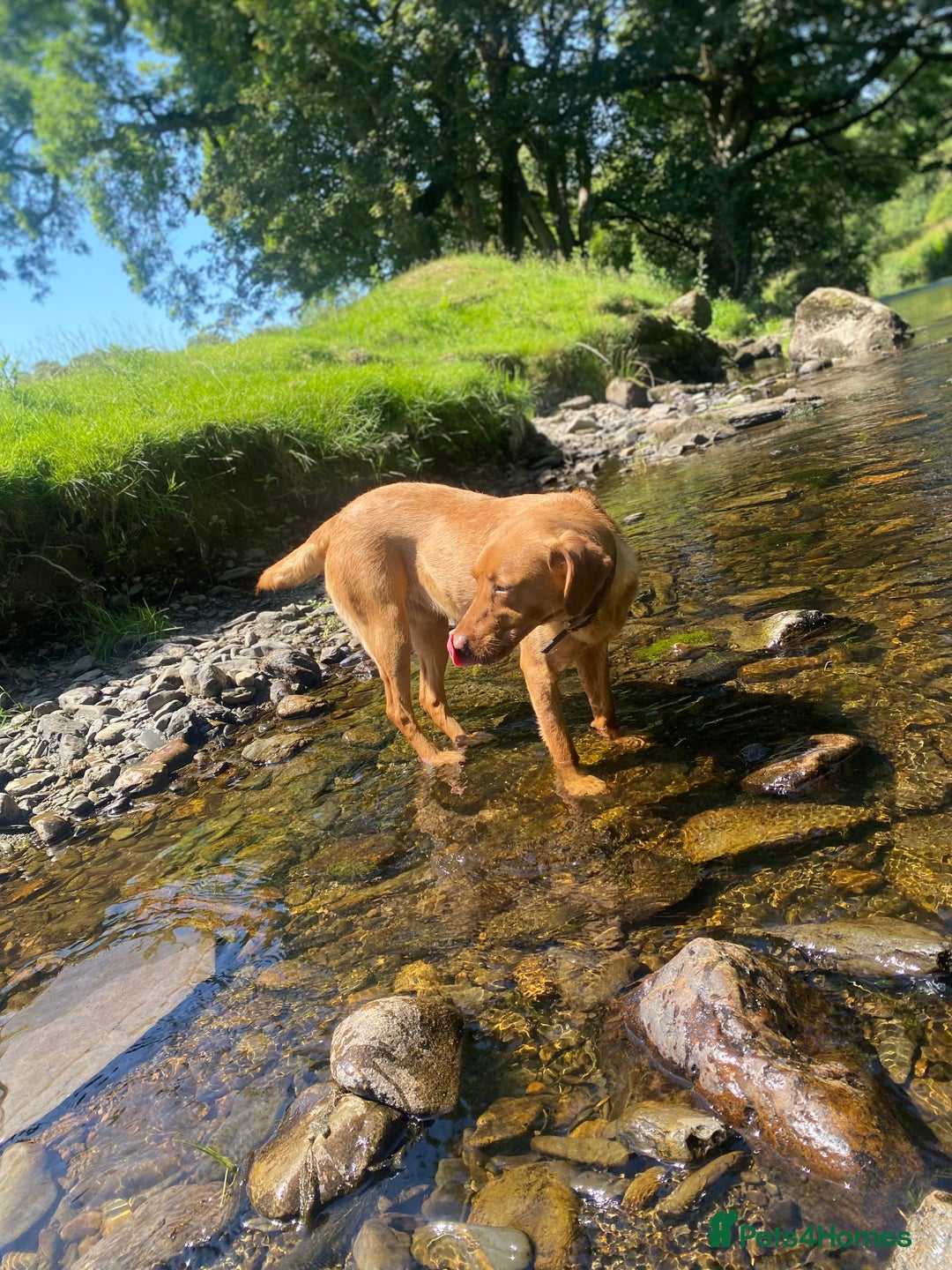 Labrador Retriever dogs for sale: KC Registered Litter of 9 fox red Labrador Puppies - Advert 25