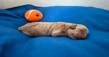 Labradoodle dogs - Advert 1