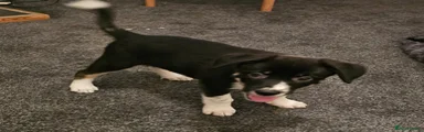 Border Collie 2