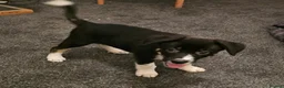 Border Collie dogs for sale: Outstanding Working Border Collie Puppies  in York - Advert 6