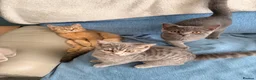 British Shorthair cats for sale: Gorgeous British Shorthair kittens ready to leave. - Advert 8
