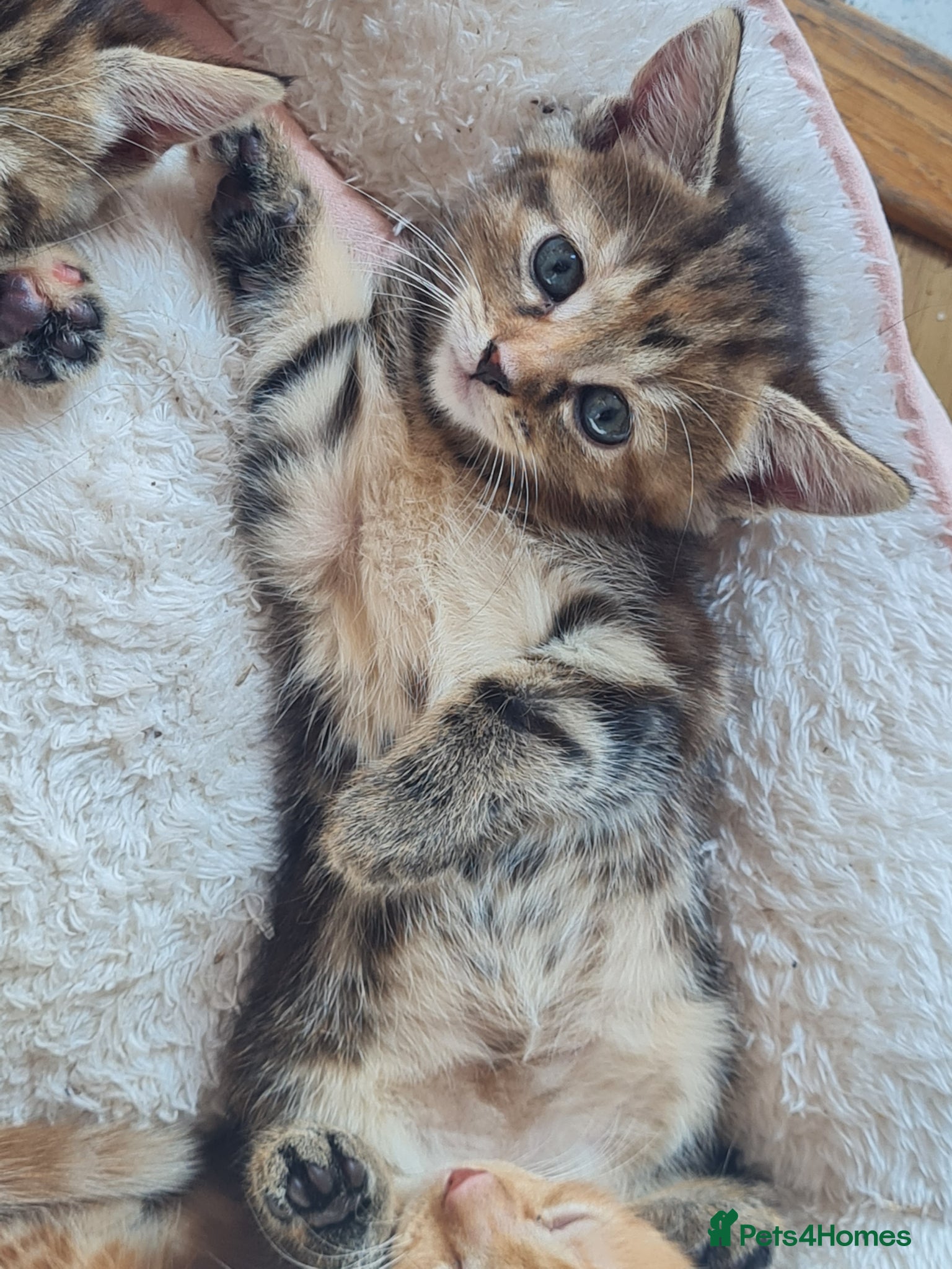 Mixed Breed cats for sale: 🐾 Beautiful Ragdoll Cross Kittens – £290 Each 🐾 in Greenford - Advert 4