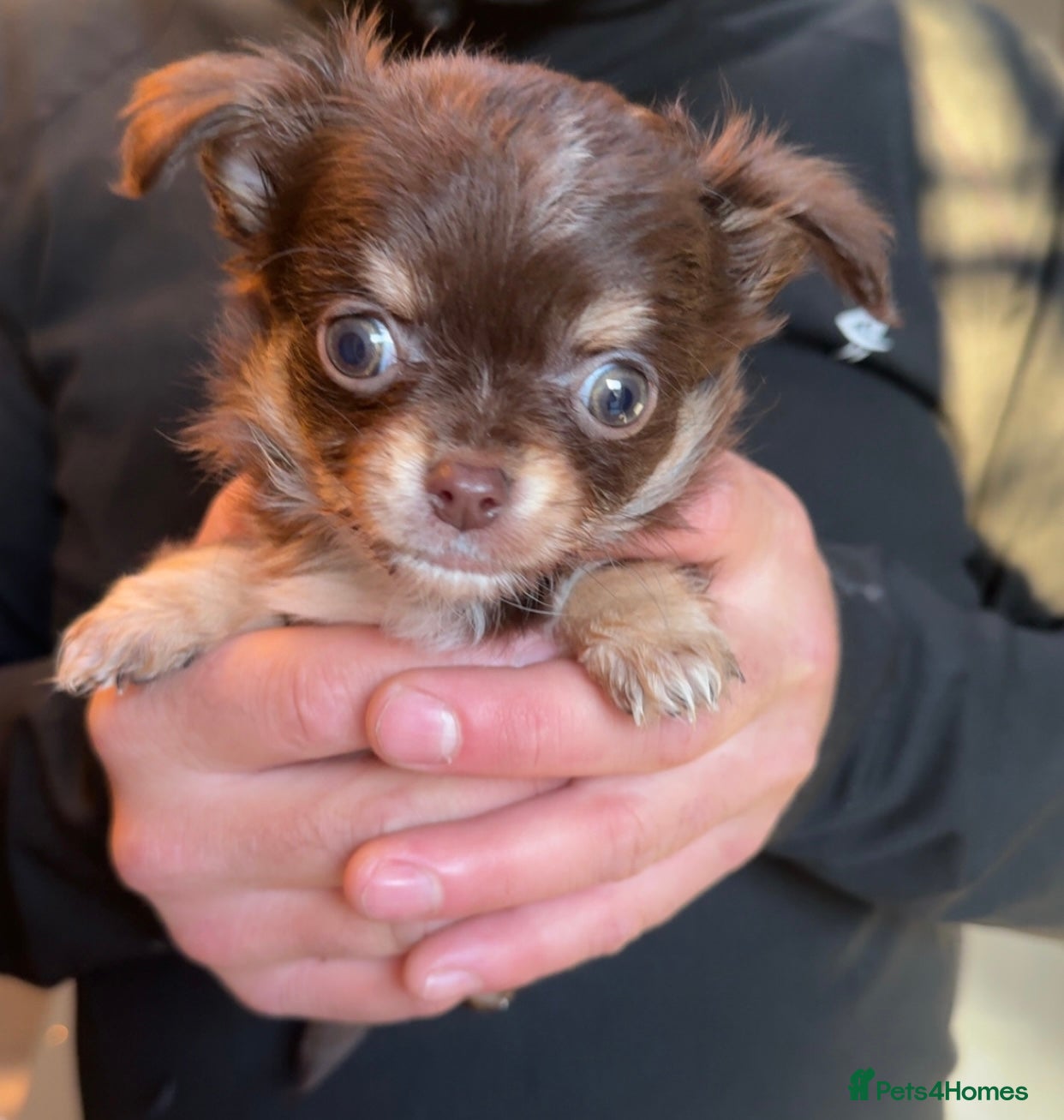 Chihuahua dogs stunning full breed chihuahua puppies last girl - Advert 20