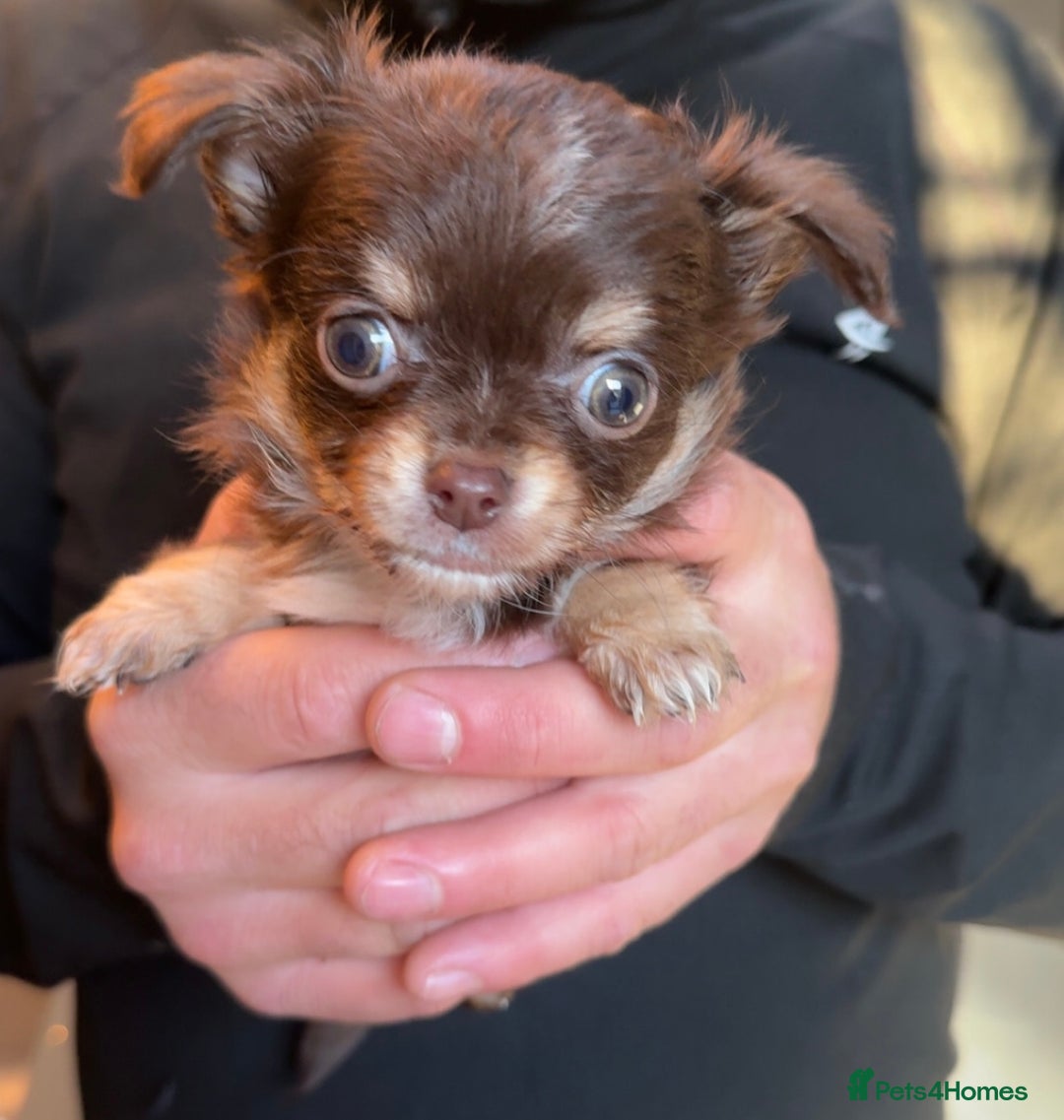 Chihuahua dogs for sale: stunning full breed chihuahua puppies last girl - Advert 1