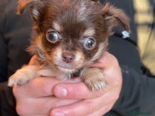 Chihuahua dogs stunning full breed chihuahua puppies last boy - Advert 12