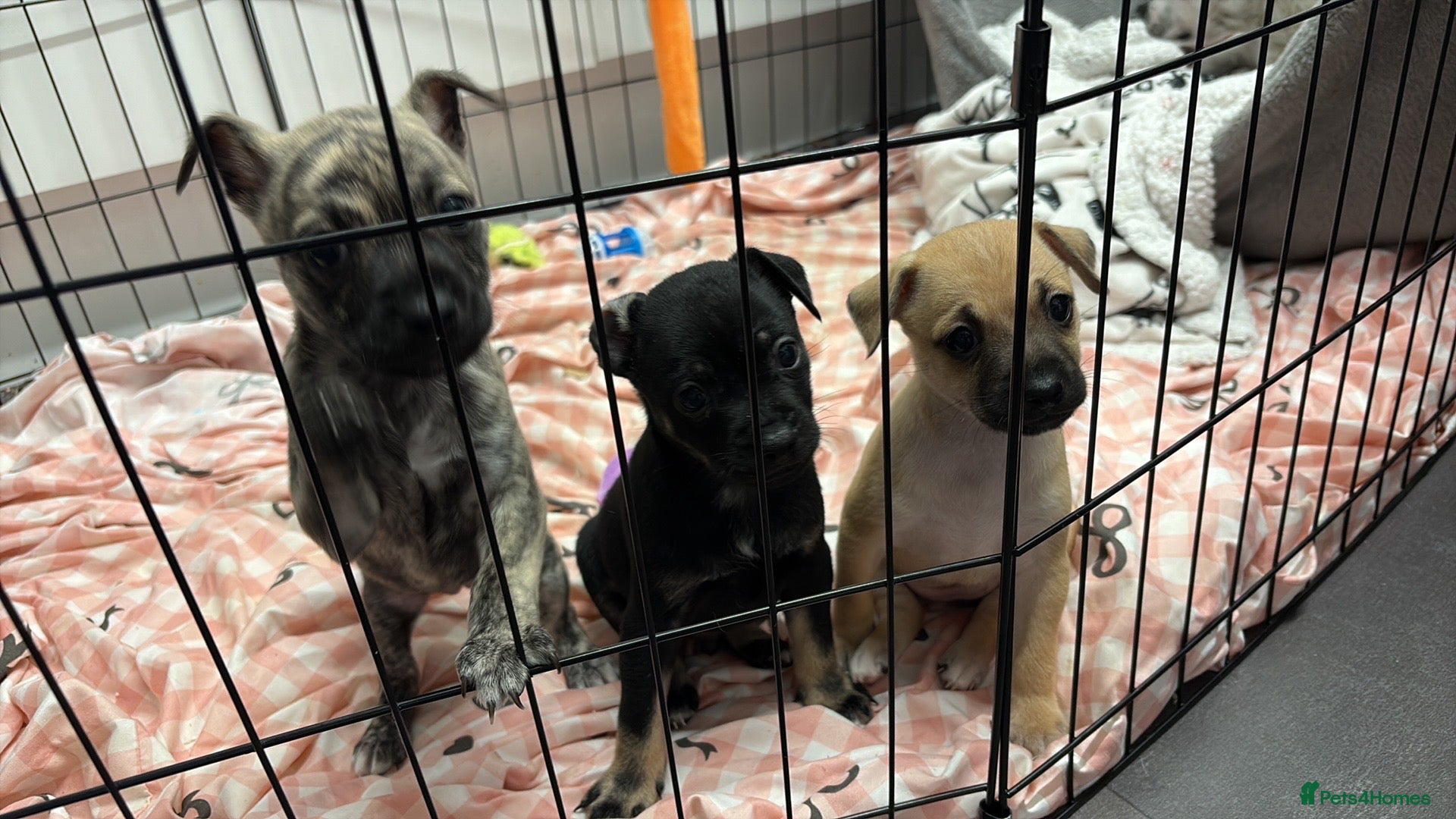 Mixed Breed dogs for sale: Staffy X Jackrussell Puppies  - Advert 2