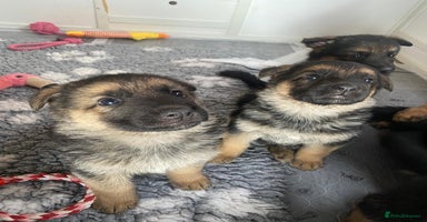German Shepherd dogs - Advert 10