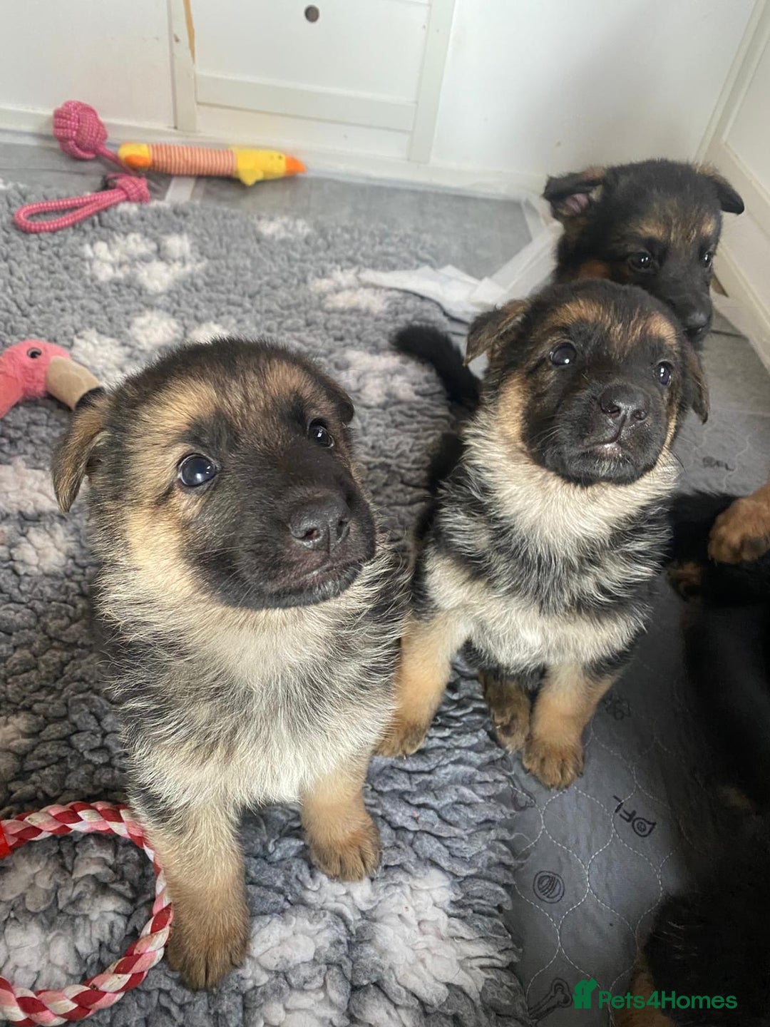 German Shepherd dogs for sale: 🐾 Beautiful  FEMALE –KC reg GERMAN SHEPHERDS 🐾 - Image 2