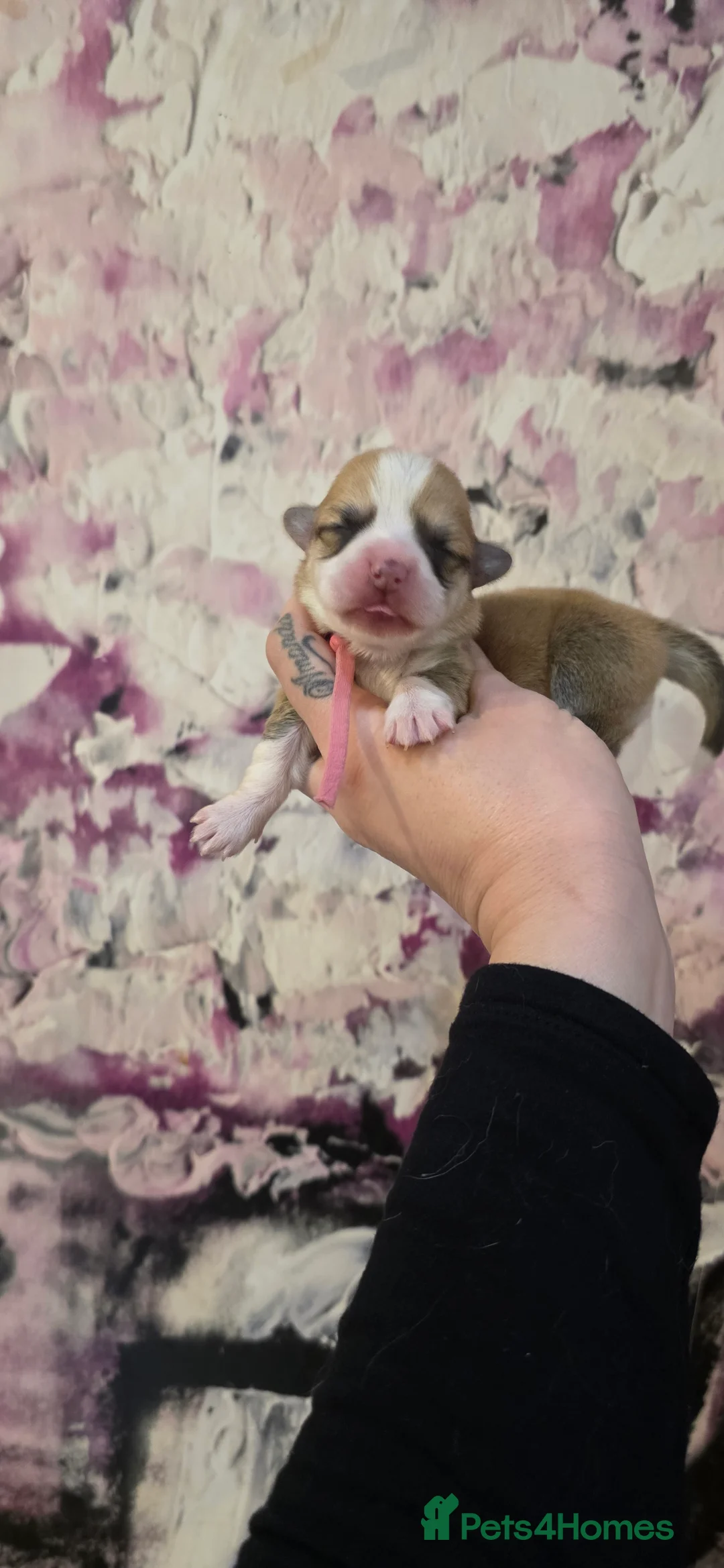 Welsh Corgi Pembroke dogs for sale: Outstanding Welsh Pembroke Corgi Puppies - Advert 20