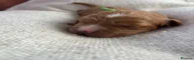 Pistachio 