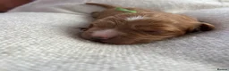 Cavapoo dogs for sale: Beautiful litter of Red F1 Cavapoo puppies - Advert 2