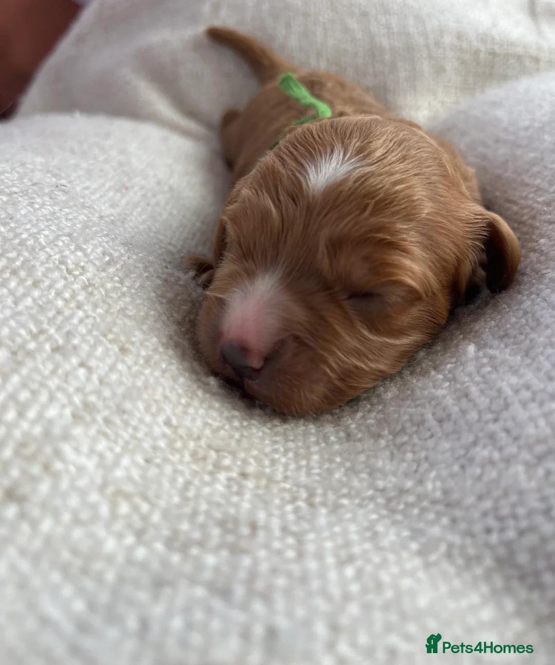Cavapoo dogs for sale: Beautiful litter of Red F1 Cavapoo puppies - Advert 2