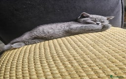 British Shorthair cats for sale: 2 little British Shorthair boys - Image 3