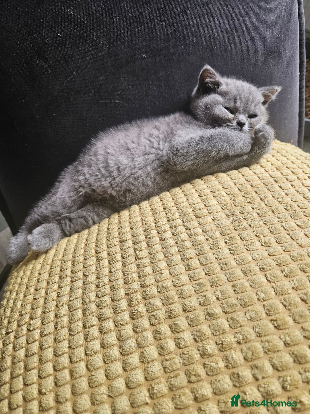 British Shorthair cats for sale: 2 little British Shorthair boys - Image 3