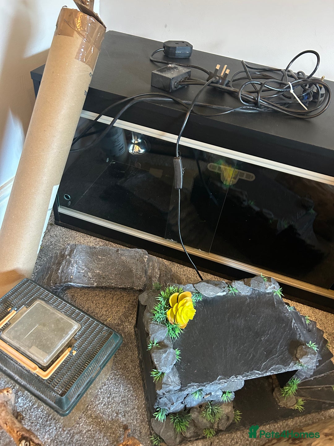 Bearded Dragon reptiles for sale: Reptile accessories and vivarium available - Advert 11