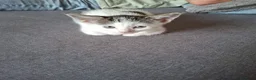 British Shorthair cats for sale: 2 female kittens  - Advert 6