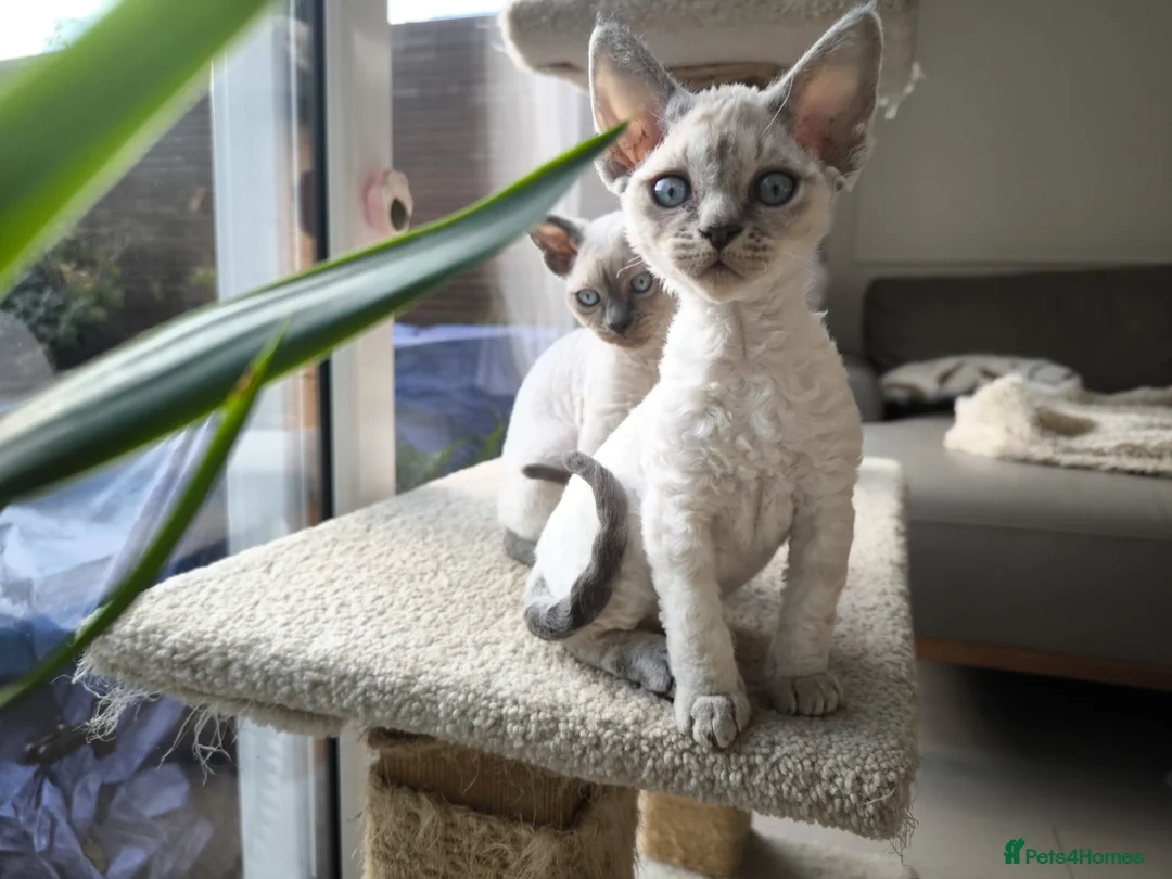 Devon Rex cats for sale: Devon Rex💕Blue Point Lynx Girl🩷 - Advert 37