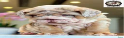 English Bulldog dogs for sale: Chocolate Merle boy outstanding bloodlines  - Advert 23